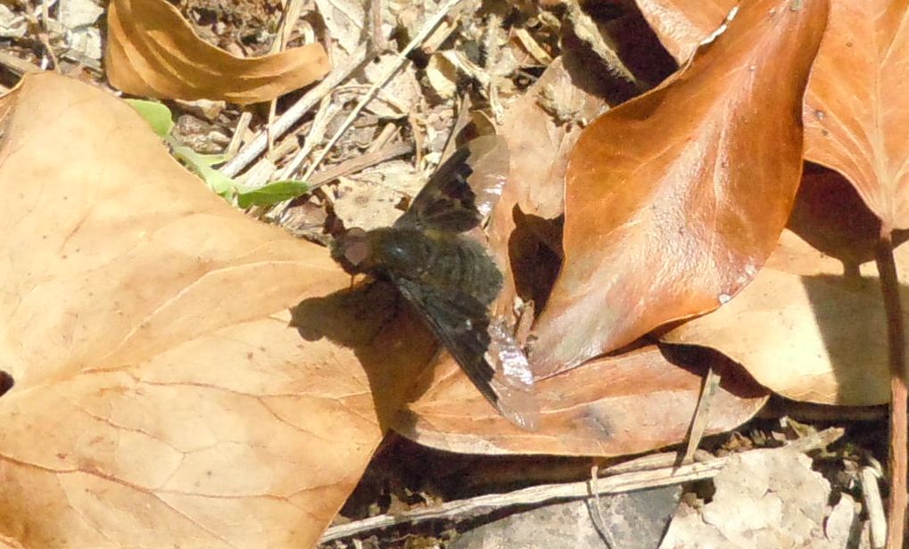Hemipenthes morio?